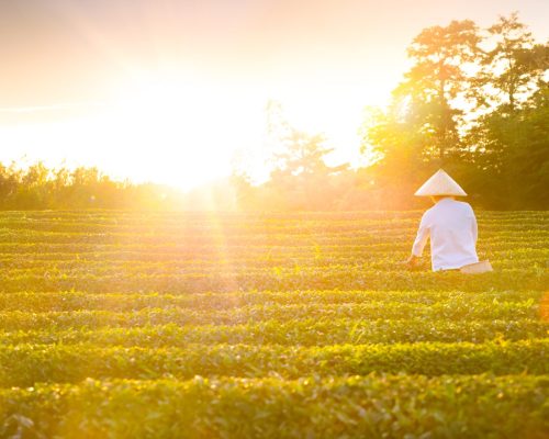 Aerial,View,Of,Ecological,Tea,Garden,In,The,Morning